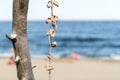 Group of rapan shells linked via rope on a tree as a decoration and sandy beach with tourists in background Royalty Free Stock Photo