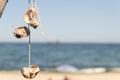 Group of rapan shells linked via rope on a tree as a decoration and sandy beach with tourists in background Royalty Free Stock Photo