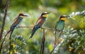 Group Of European Bee Eaters Merops Apiaster With Colorful Plumage And Prey In Natural Habitat