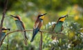 Group Of European Bee Eaters Merops Apiaster With Colorful Plumage And Prey In Natural Habitat