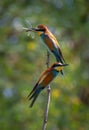 Group Of European Bee Eaters Merops Apiaster With Colorful Plumage And Prey In Natural Habitat