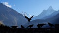 group of raven on the wall