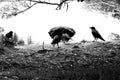 Group of ravens (Corvus cornix) near the pond