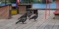 Group of ravens on a jetty