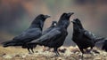 A group of ravens stands on the ground