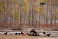 Group of ravens and a wolverine eating a dead animal in the forest
