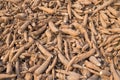 Group of raw cassava in silo Royalty Free Stock Photo