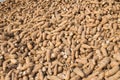 Group of raw cassava in silo at rural of Thaland Royalty Free Stock Photo