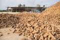 Group of raw cassava in silo at rural of Thaland Royalty Free Stock Photo