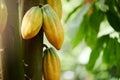 Group of raw cocoa pods Royalty Free Stock Photo