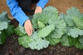 Group of raw fresh organic young headed cabbage, leaf with hole from insect,home of farm, water drop on leaves