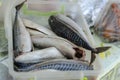 A group of raw gutted mackerel in a plastic tray