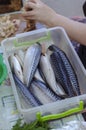 Group of raw gutted mackerel in a tray on the kitchen table