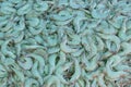 Group of raw sea shrimp prawn at fresh market for pattern background Royalty Free Stock Photo