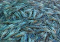 Group of raw sea shrimp prawn at fresh market for pattern background Royalty Free Stock Photo