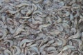 Group of raw sea shrimp prawn at fresh market for pattern background Royalty Free Stock Photo