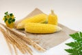 The group of raw yellow sweet corn stalks on the sackcloth decorated with leafs and ear of rice isolated on the cream background Royalty Free Stock Photo