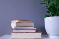 Group of reading books on grey background and green plant Royalty Free Stock Photo