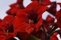 The group of Red Amaryllis Royalty Free Stock Photo