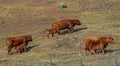 Red Angus cows and calves Royalty Free Stock Photo