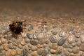 A group of red ant carrying a dead bug Royalty Free Stock Photo