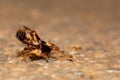 A group of red ant carrying a dead bug Royalty Free Stock Photo