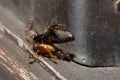 A group of red ant carrying a dead bug Royalty Free Stock Photo