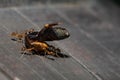 A group of red ant carrying a dead bug Royalty Free Stock Photo