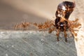 A group of red ant carrying a dead bug Royalty Free Stock Photo