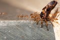 A group of red ant carrying a dead inseca group of red ant carrying a dead bug Royalty Free Stock Photo