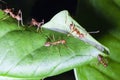 Group red ant on green leaf Royalty Free Stock Photo