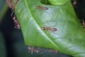 Group red ant on green leaf Royalty Free Stock Photo
