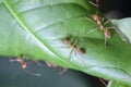 Group red ant on green leaf Royalty Free Stock Photo