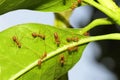Group red ant on leaf. Royalty Free Stock Photo