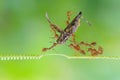A group of red ant try to take grasshoper to the nest Royalty Free Stock Photo
