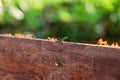 Group of red ant walking and foraging on wood in the forest Royalty Free Stock Photo