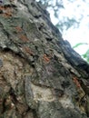 a group of red ants busy looking for food on a large tree trunk