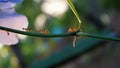 A group of red ants climbing on the green vine