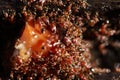 Group of Red Ants helping hands each other to carry food on wood