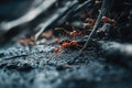 Red ants walking on ground Royalty Free Stock Photo