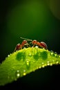 Group of red ants standing on top of green leaf. Generative AI Royalty Free Stock Photo
