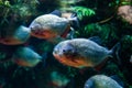 Group of red-bellied piranhas are swimming, bright, stock photo fish in natural conditions