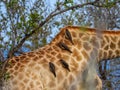 A group of red-billed oxpeckers birds Royalty Free Stock Photo