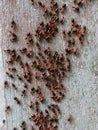 A group of red and black termites on the surface Royalty Free Stock Photo