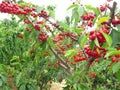 Group of red cherry on tree have many green leaves in farm Royalty Free Stock Photo