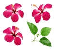 Red Chinese Hibiscus, China rose, Hawaiian hibiscus flower Royalty Free Stock Photo