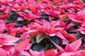 Group of red Christmas poinsettias in a Christmas greenhouse Royalty Free Stock Photo