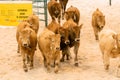 Group of red cows in a show of western cutting
