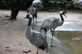 A group of red-crowned cranes