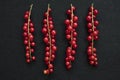 Group of red currants placed on an isolated black background Royalty Free Stock Photo